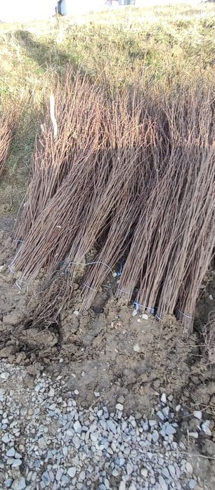 puieți de salcâm pentru împădurirea terenurilor degradate, agricole