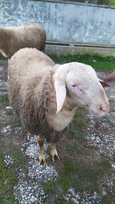 Мъжко агне Асаф ,