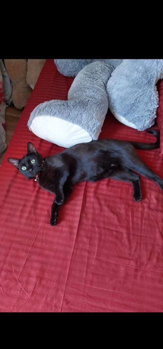 Donez pisica sterilizata