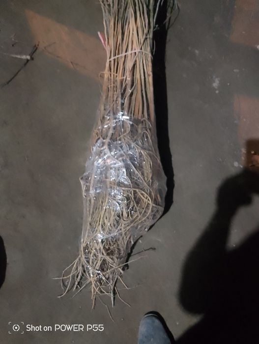 Tut koʻchatlar sotiladi dastavka bor