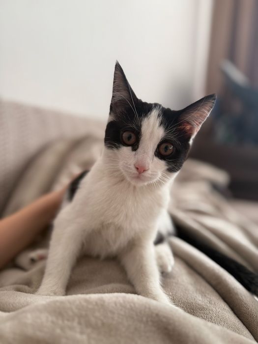 Котенок ищет любящих хозяев!