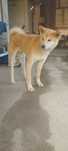 Akita inu kuchugi