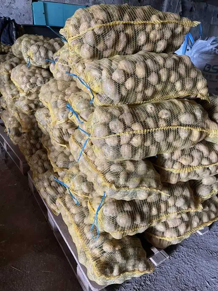 Картоф Сорая и Агрия