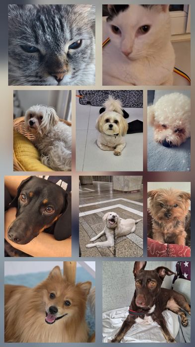 Petsitter dedicat – atenție, grijă și poze în timp real