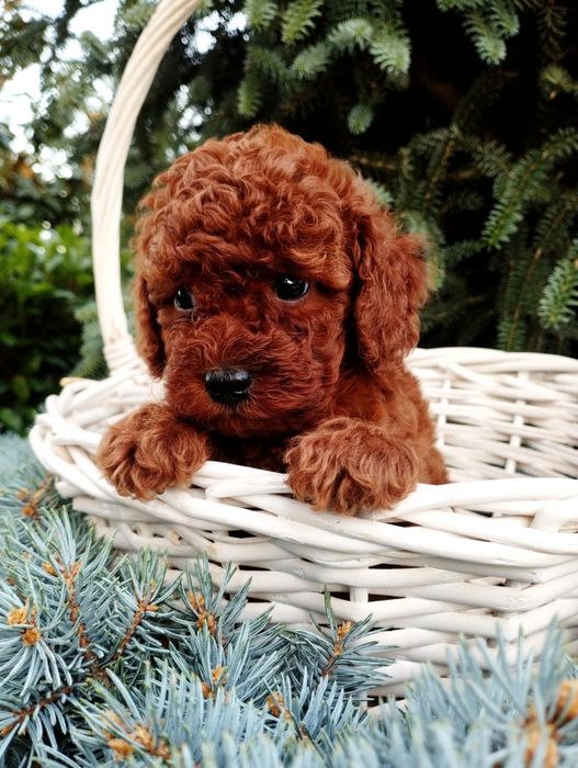 Той пудел Poodle toi