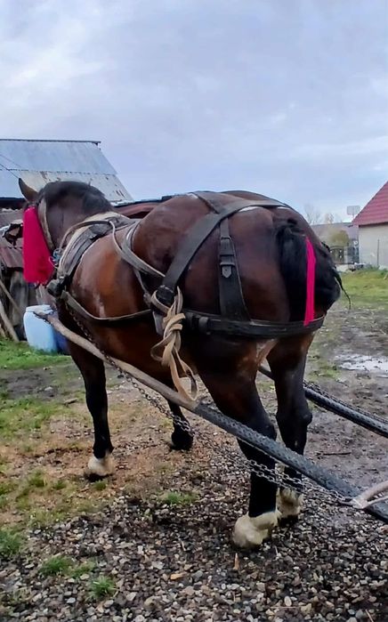 Vand cal greu castrat cu acte în regula