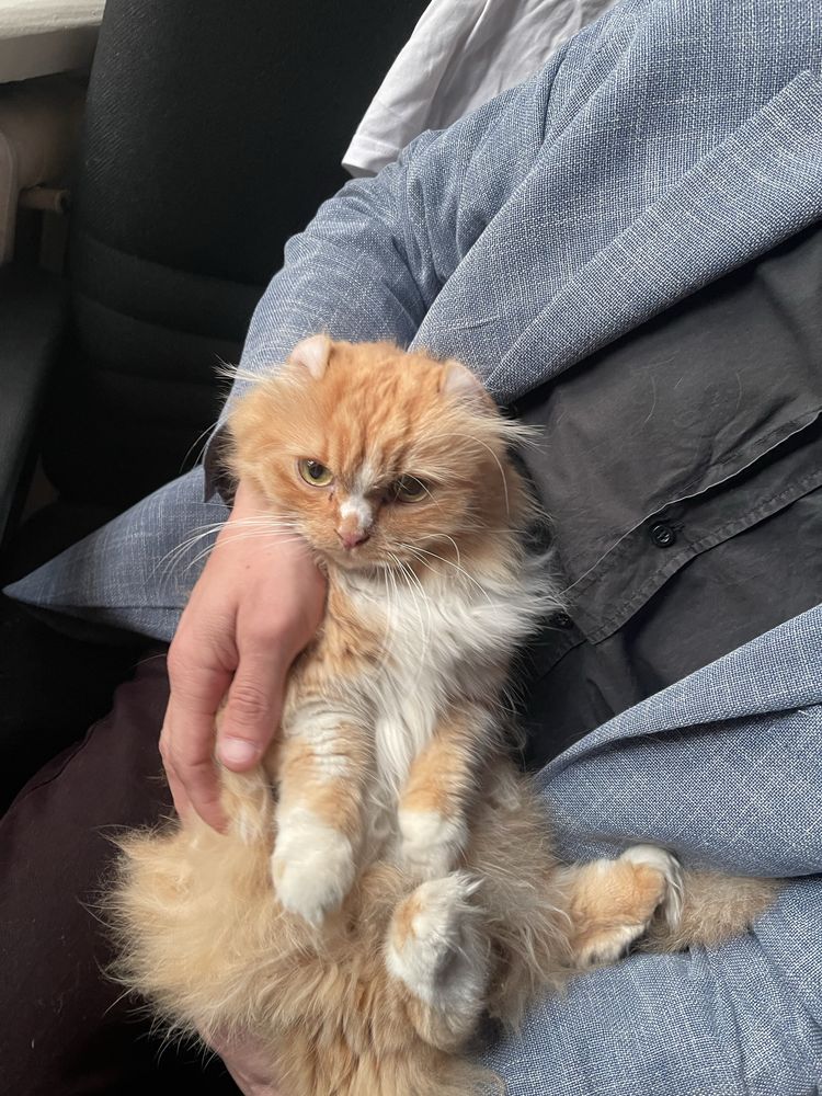 American curl juft