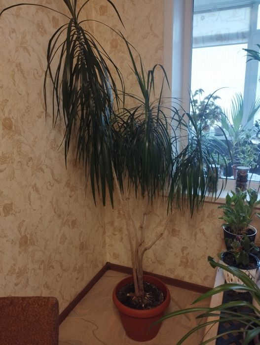 Драцены от 40 до 180 см