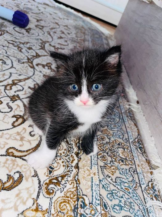 Милые 2-месячные котята срочно продаются!