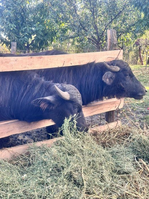 Pereche Bivoli disponibili