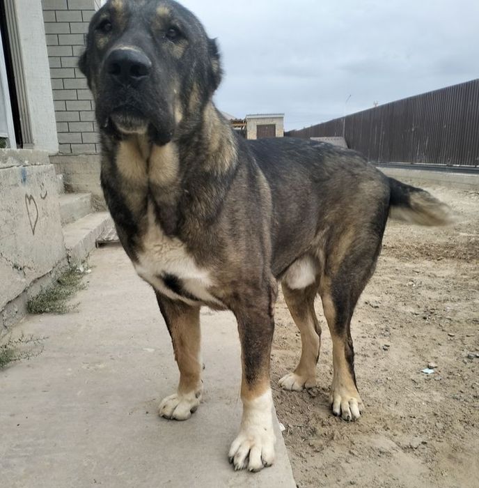 Супер тяж Алабай,Тобет