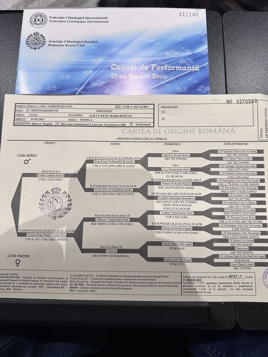 Femelă Saint Bernard cu pedigree – 4 ani – din canisa proprie