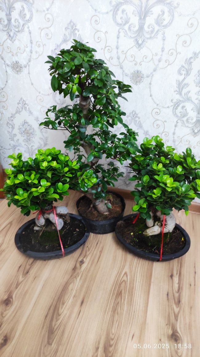 Комнатные растения. Цветы