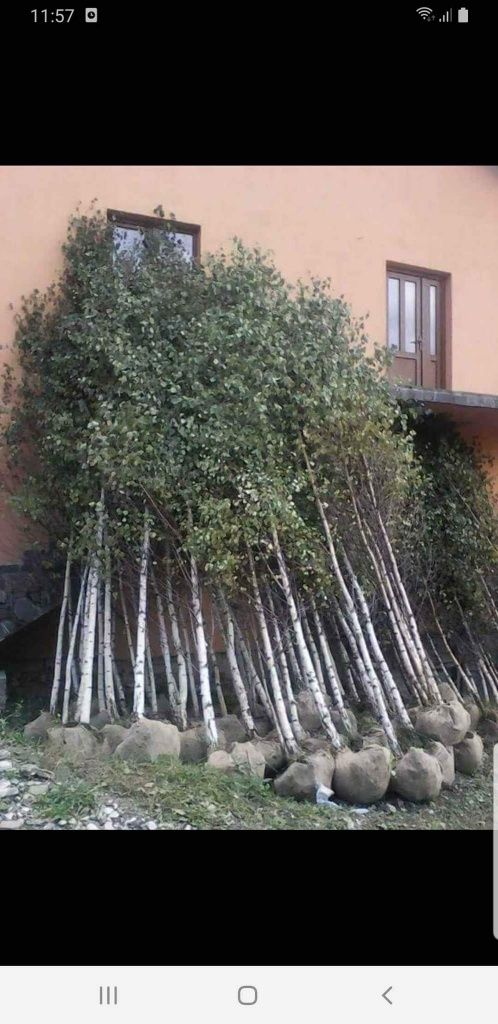 Plante ornamentale de gradina la cele mai bune preturi