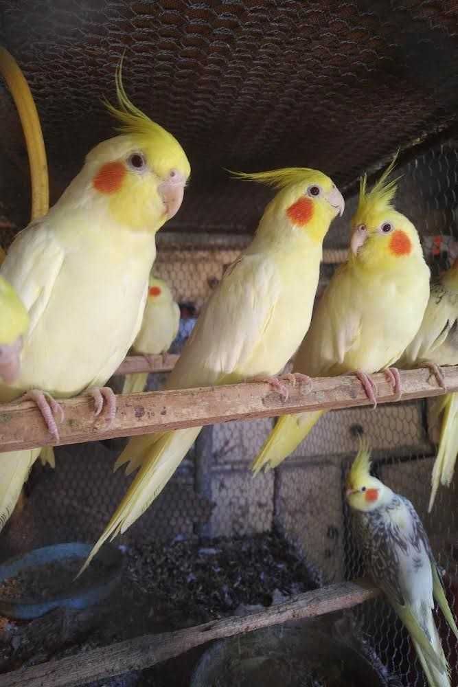 вълнисти папагали и корели