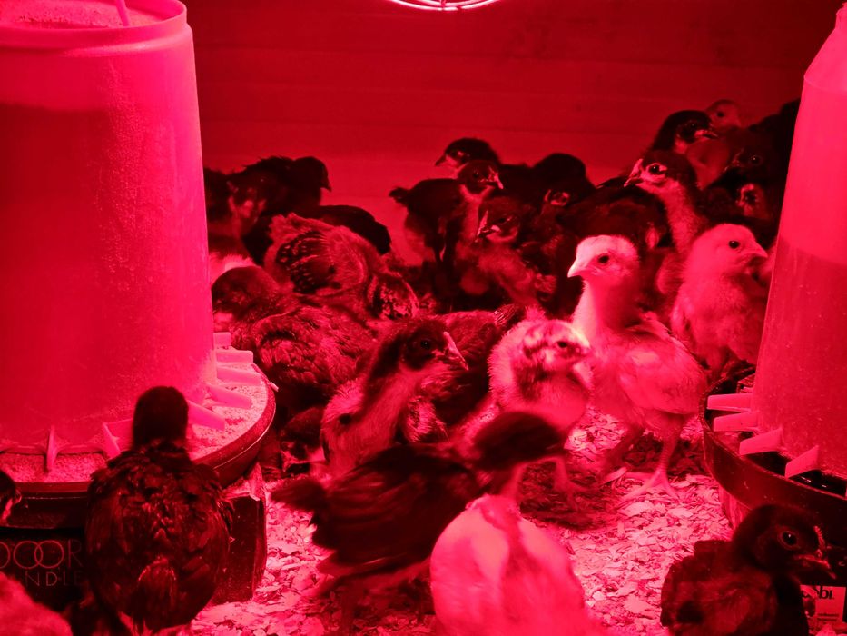 Пилета австралорп