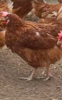 Găini roșii ouătoare rasă issa Brown vârstă 9 lunii puicuțe preț 16 le