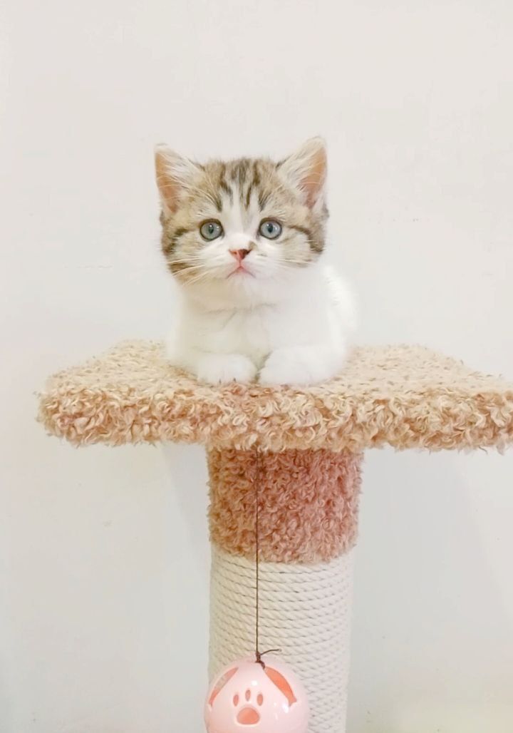 Шотладкие котята