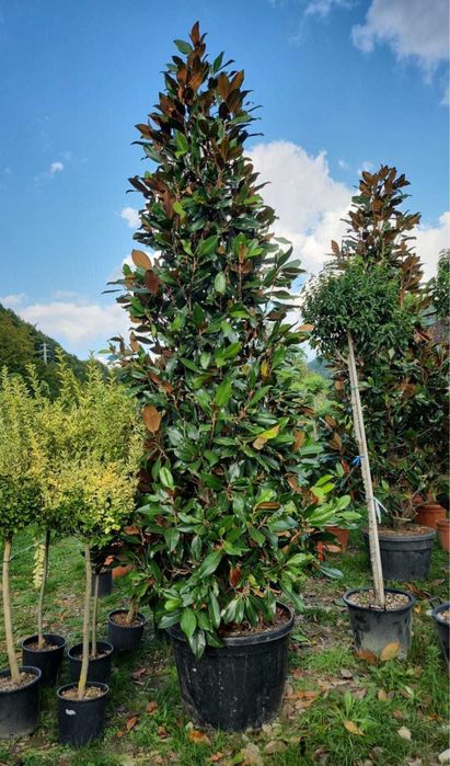 Plante ornamentale de orice soi