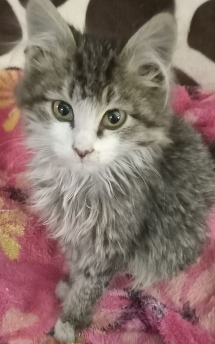 Вот такая пушистая кошечка ищет добрых людей,которые возьмут её к себе