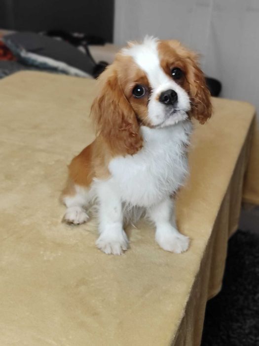 Cavalier King Charles Spaniel cu teste de sanatate din campioni