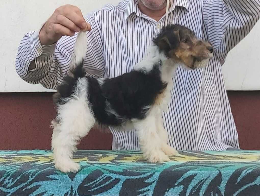 Foxterrier sârmos