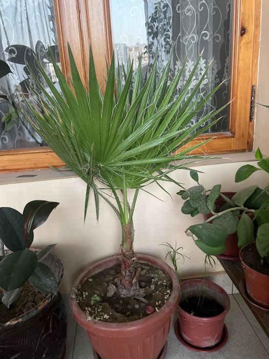 Домашние ростения