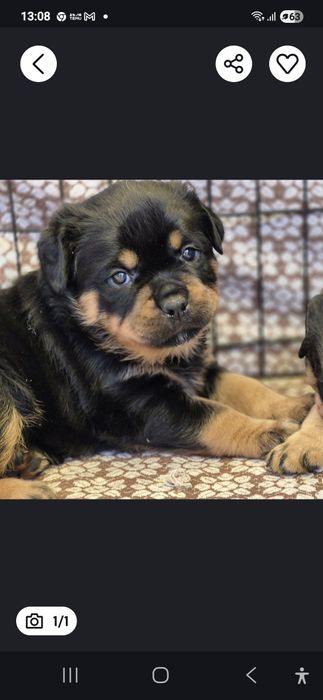 Pui mascul rottweiler cu pedigree