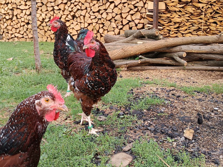 Cocosi tineri sussex porțelan