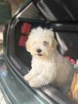 Bichon maltez mini