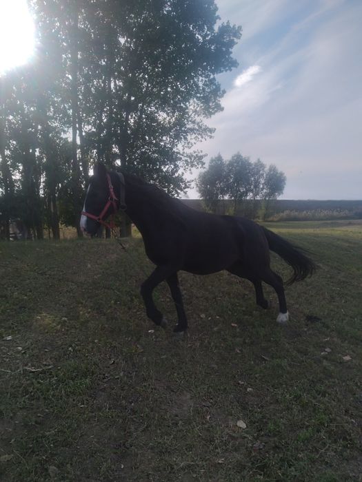 Vand cal de 10 Ani detali la nr de telefon