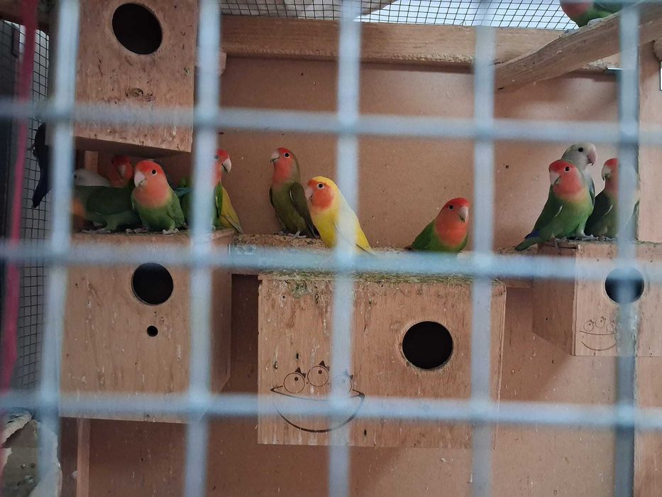 Vand 22 papagali agapornis diferite culori ,voliera ,10 cuiburi