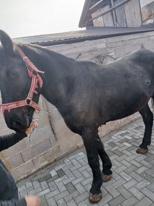 Cal de vânzare în vârstă de 3 ani