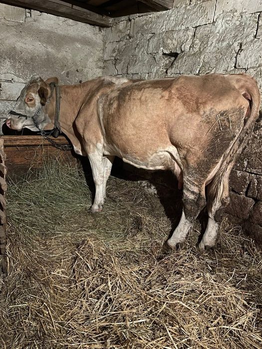 Vând vacă si vițea!