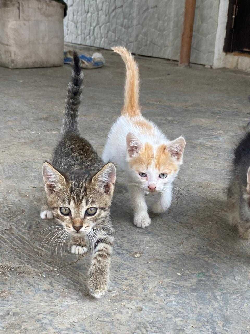 Отдам котят , можно с доставкой!