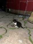 Pui de pisica spre adoptie