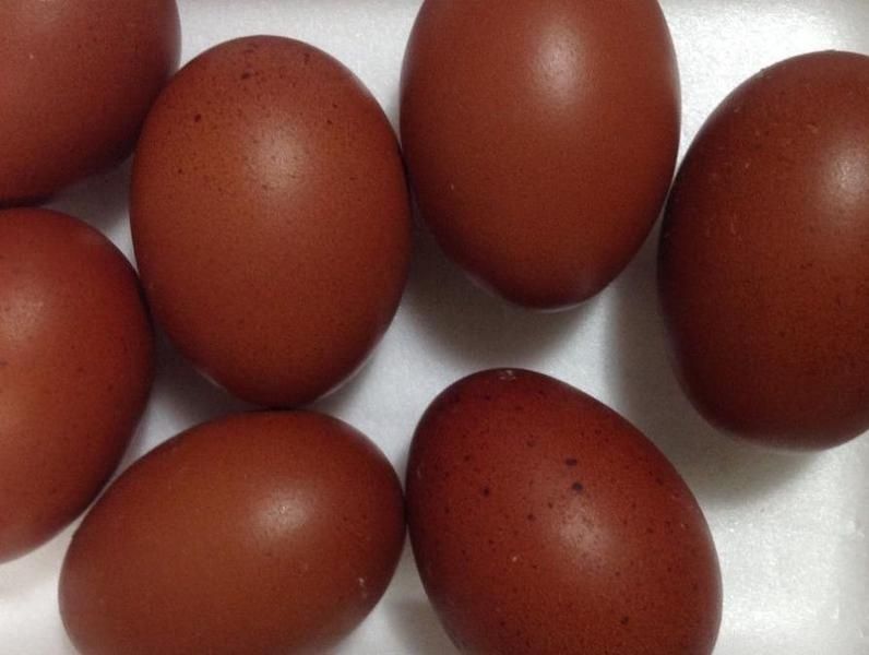 Продам цыплят кур Маран