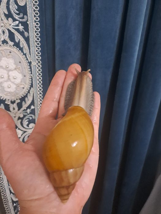 Ахатина радашка албинос и стандарт