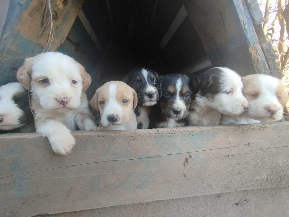 Подарявам най-сладките кученца