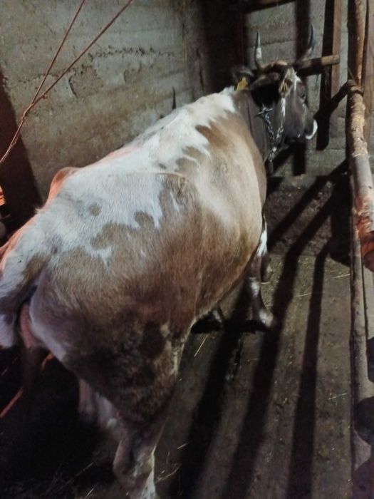 Vaca de vanzare  cu vitel