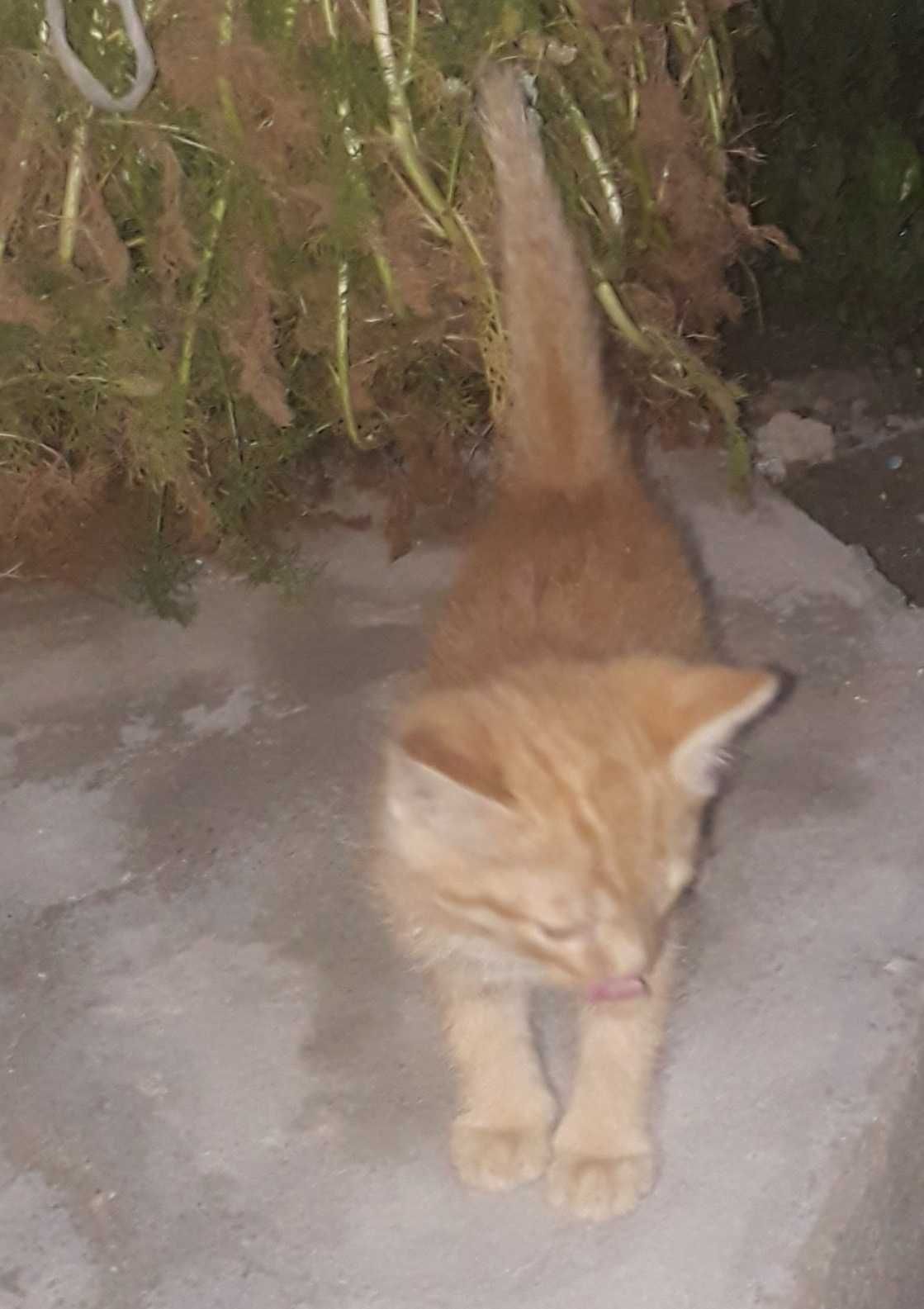 Мушук болаларини хадья қиламан,  Милых котят подарю