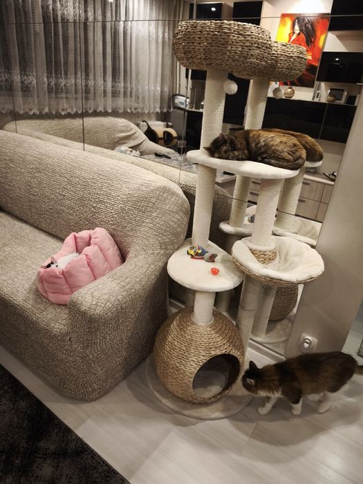 Băiețel de două luni pentru adoptie