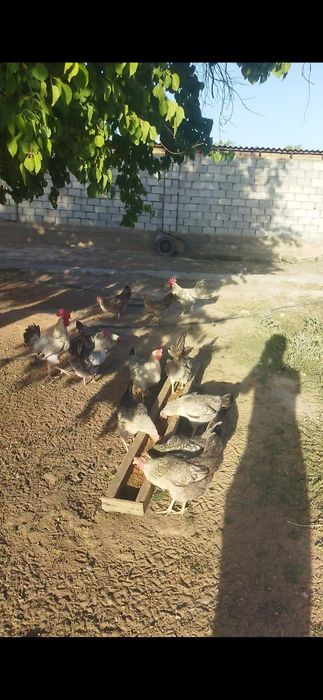 Инкубациялық жұмыртқа сатылады