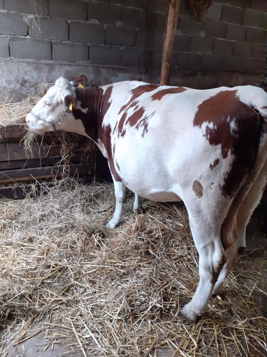 Vând vacă gestantă