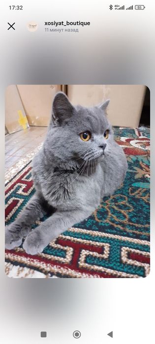 Mushuk sotiladi zotdor