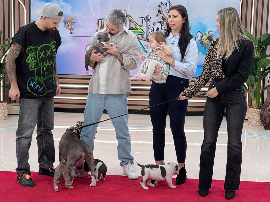 Amstaff rasă pură cu pedigree