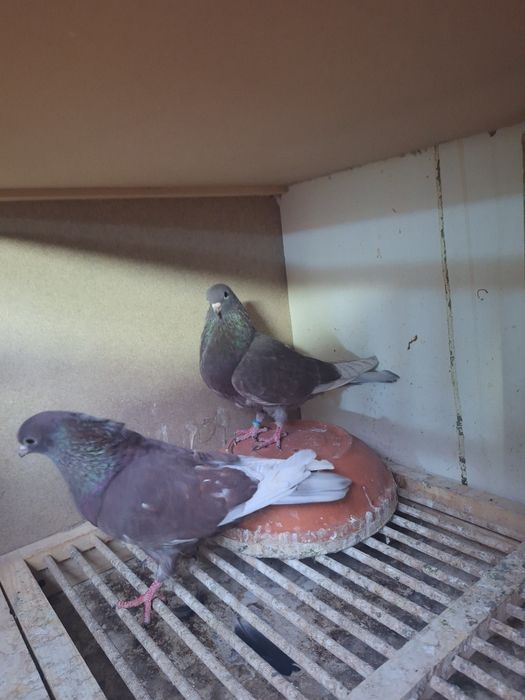 Tobosari arabi  tineret