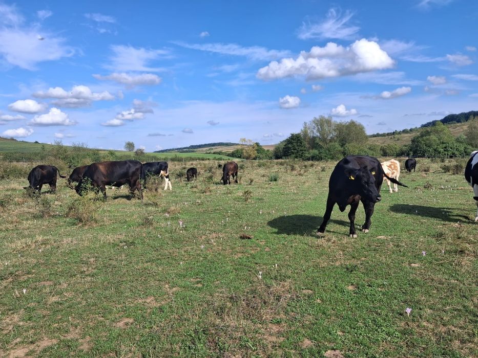 Vand lot de 12 vaci angus