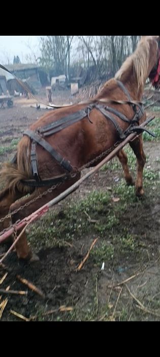 Cârlan de 1 an și 8 luni