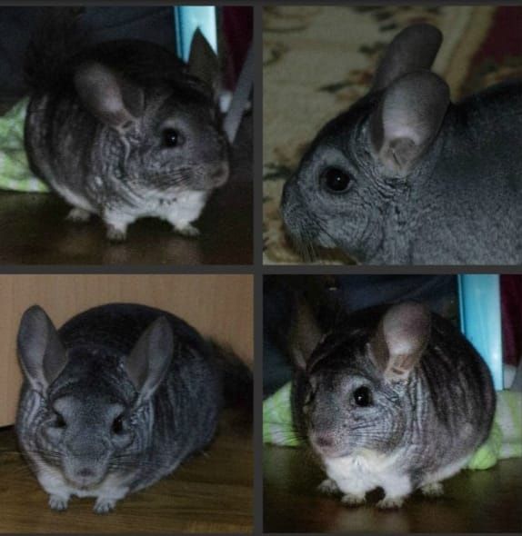 Продаются шиншиллы
